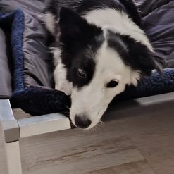 Alternative view of Pet Comfort Pad