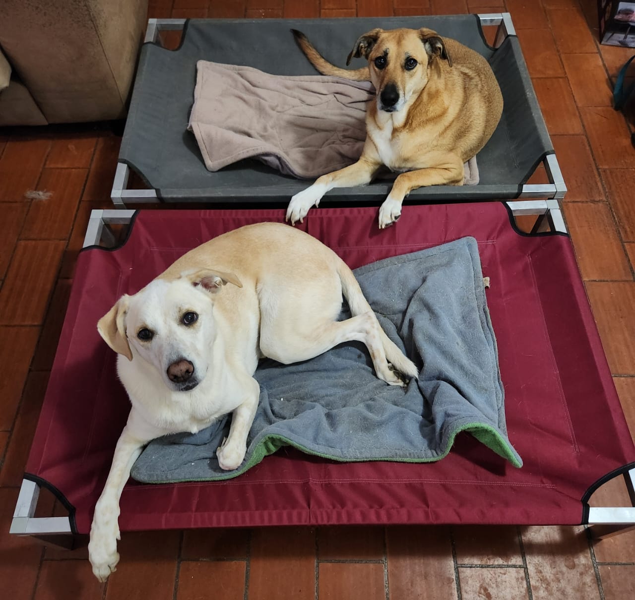 Classic Dog Bed Durable Maroon Mutcho